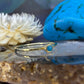 14 karaat gouden ring met turkoois