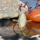 14 karaat gouden opaal ring